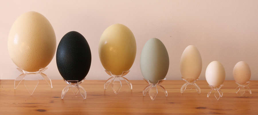 
		 Blown egg shells, blown ostrich eggshell, blown goose eggs
